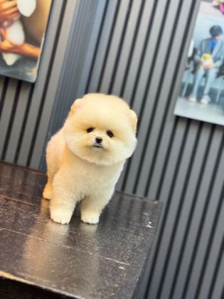 PAMUK ŞEKERİ POMERANİAN BOO