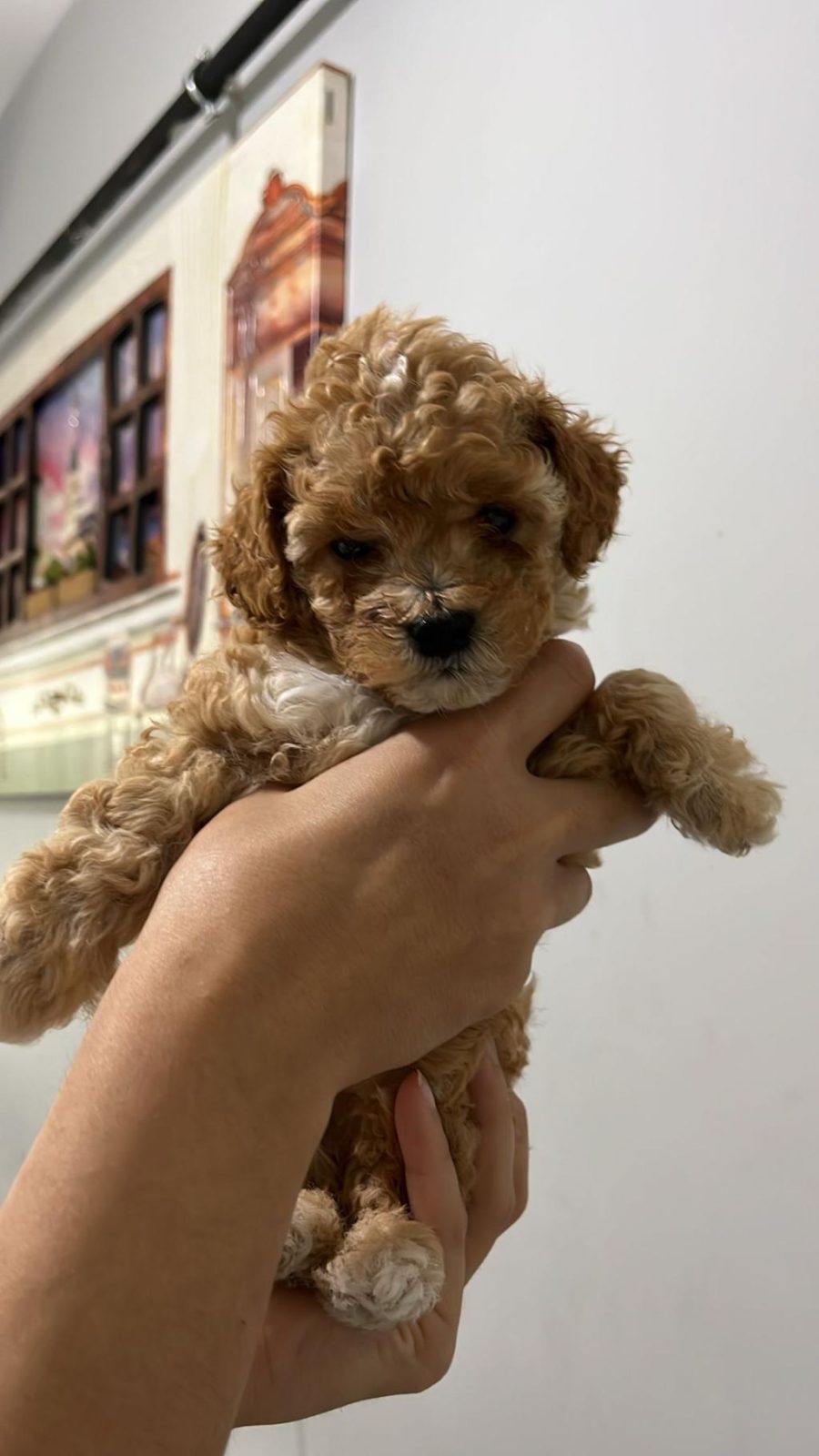 5 ADET DİŞİ ERKEK POODLE