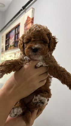 5 ADET DİŞİ ERKEK POODLE