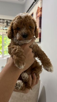 5 ADET DİŞİ ERKEK POODLE
