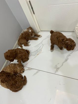 5 ADET DİŞİ ERKEK POODLE