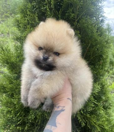 TEDDY BEAR POMERANİAN
