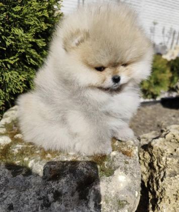TEDDY BEAR POMERANİAN
