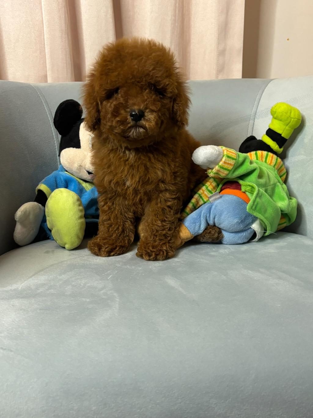 TOY POODLE BEBEK KÖPEKLER