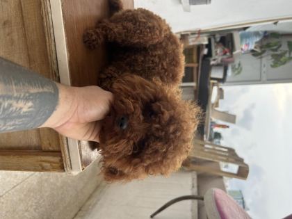 EŞLEŞME İLANIDIR TOY POODLE KORE KAN ERKEK YAVRUMUZ