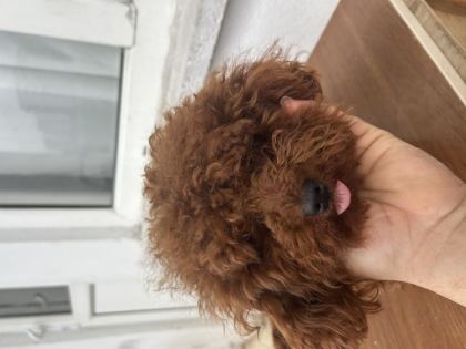 EŞLEŞME İLANIDIR TOY POODLE KORE KAN ERKEK YAVRUMUZ