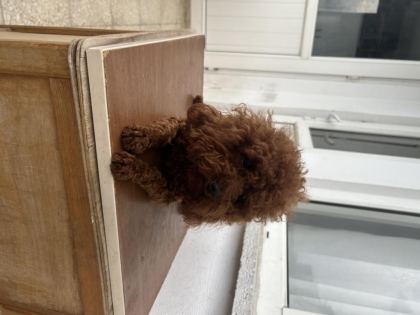 EŞLEŞME İLANIDIR TOY POODLE KORE KAN ERKEK YAVRUMUZ