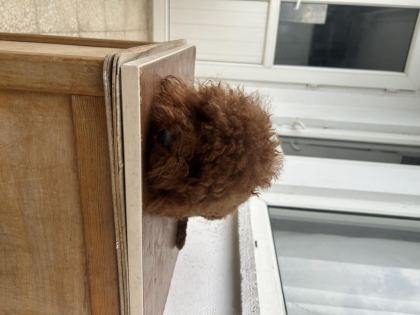 EŞLEŞME İLANIDIR TOY POODLE KORE KAN ERKEK YAVRUMUZ