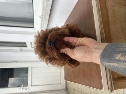 EŞLEŞME İLANIDIR TOY POODLE KORE KAN ERKEK YAVRUMUZ