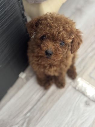 TEA CUP POODLE BOY KİLO GARANTİLİ