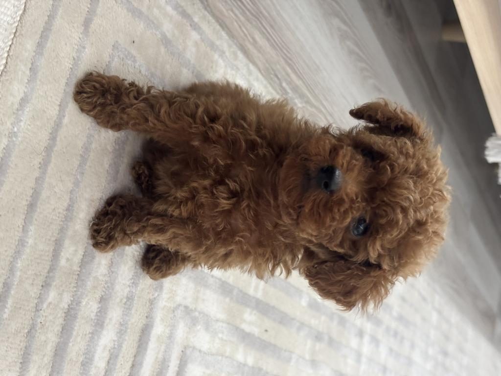 TEA CUP POODLE BOY KİLO GARANTİLİ