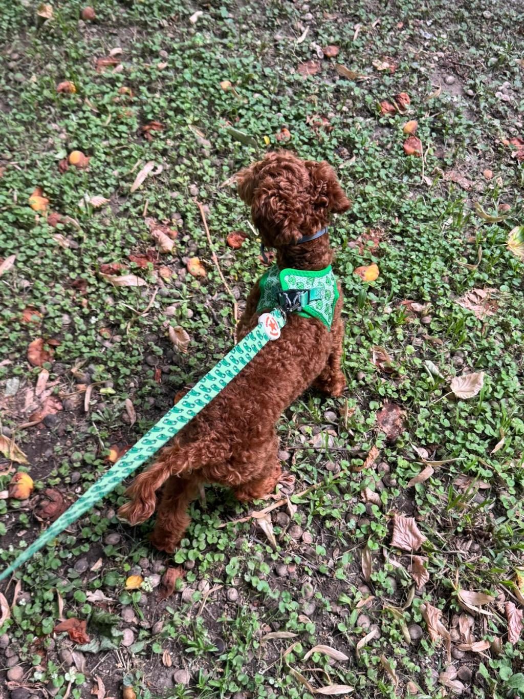 UYGUN FİYAT TOY POODLE KIZIL