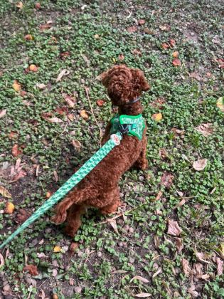 UYGUN FİYAT TOY POODLE KIZIL