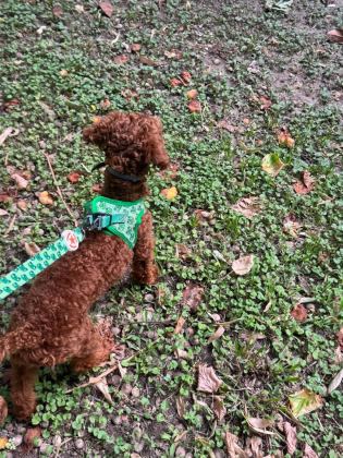 UYGUN FİYAT TOY POODLE KIZIL