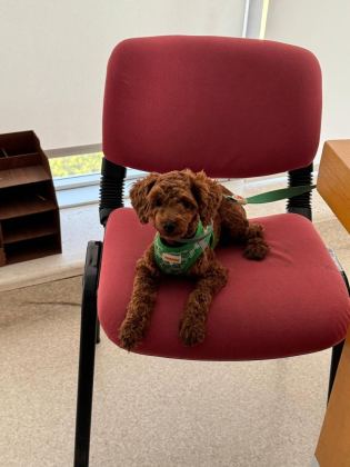 UYGUN FİYAT TOY POODLE KIZIL