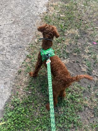 UYGUN FİYAT TOY POODLE KIZIL