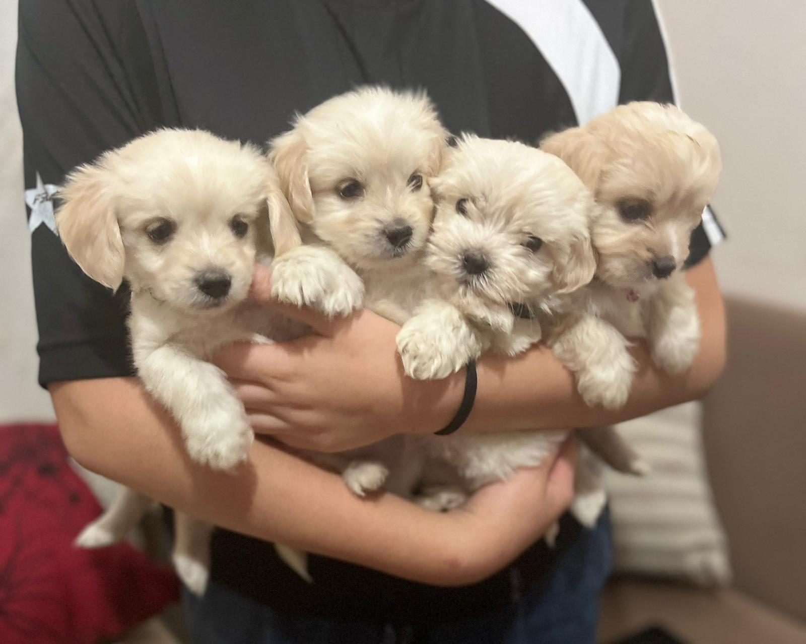 Maltese Bebeklerimiz A Kalite