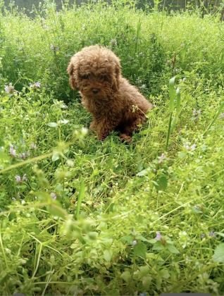 TOY POODLE 4 AYLIK DİŞİ WC EĞİTİMLİ