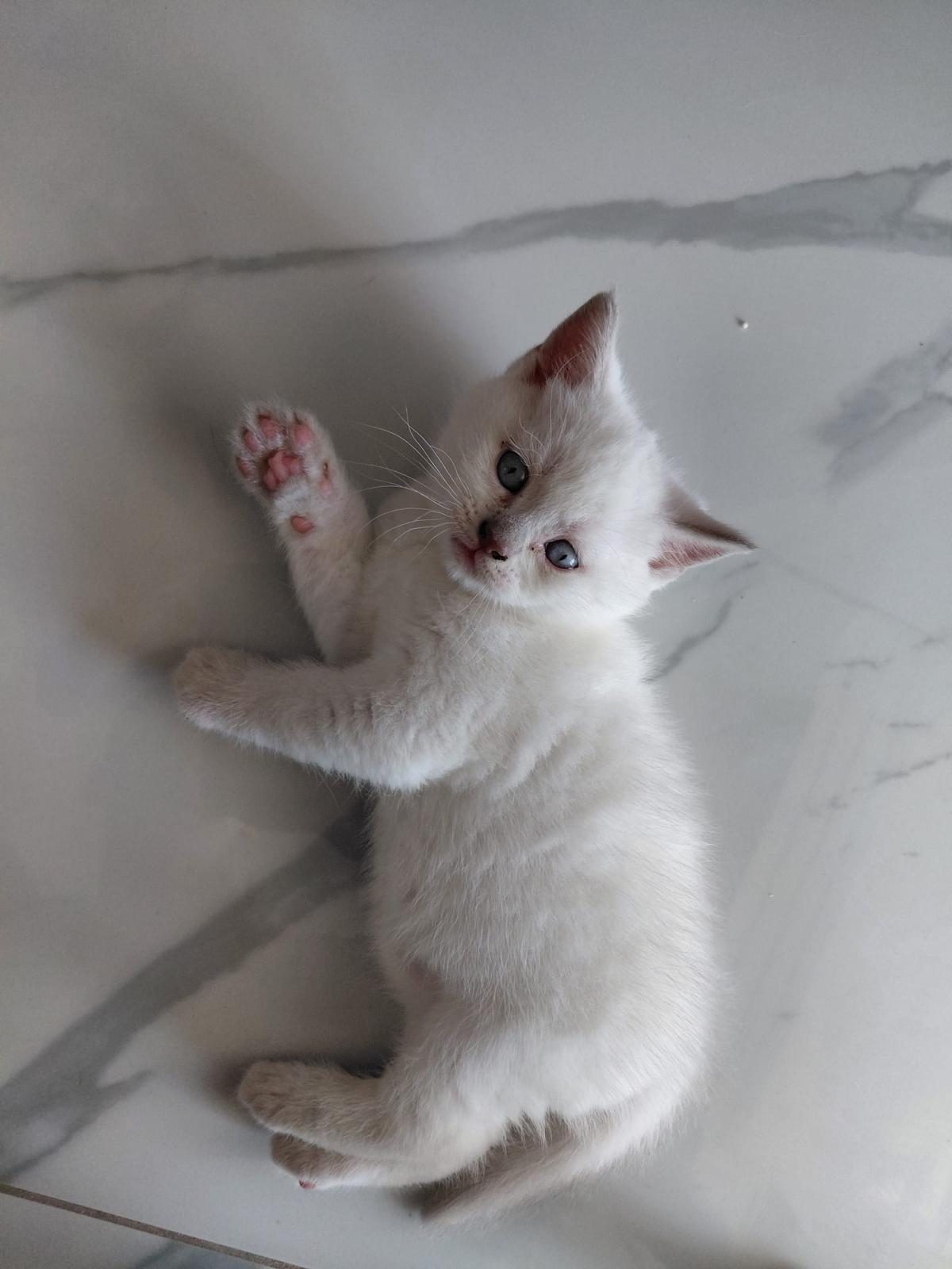 Blue Point Bebeklerimiz Renk Güzelleri