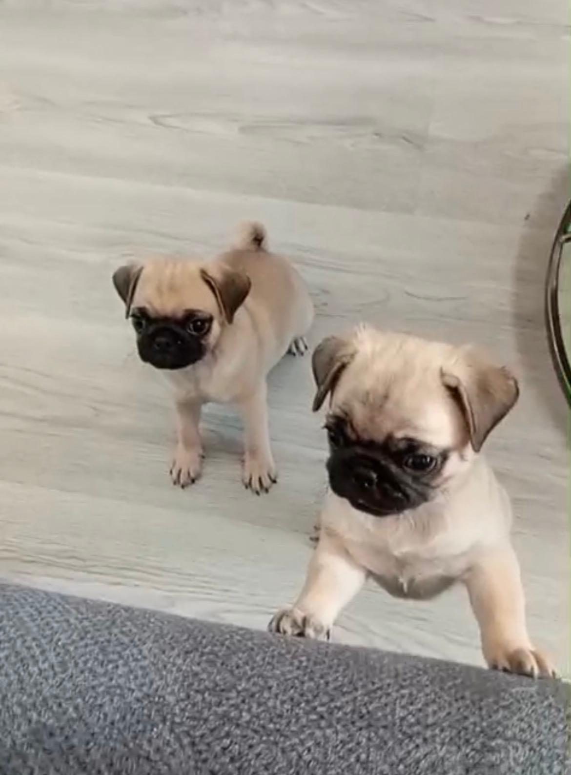Ankaranın Güzellikleri Pug Yavrularımız