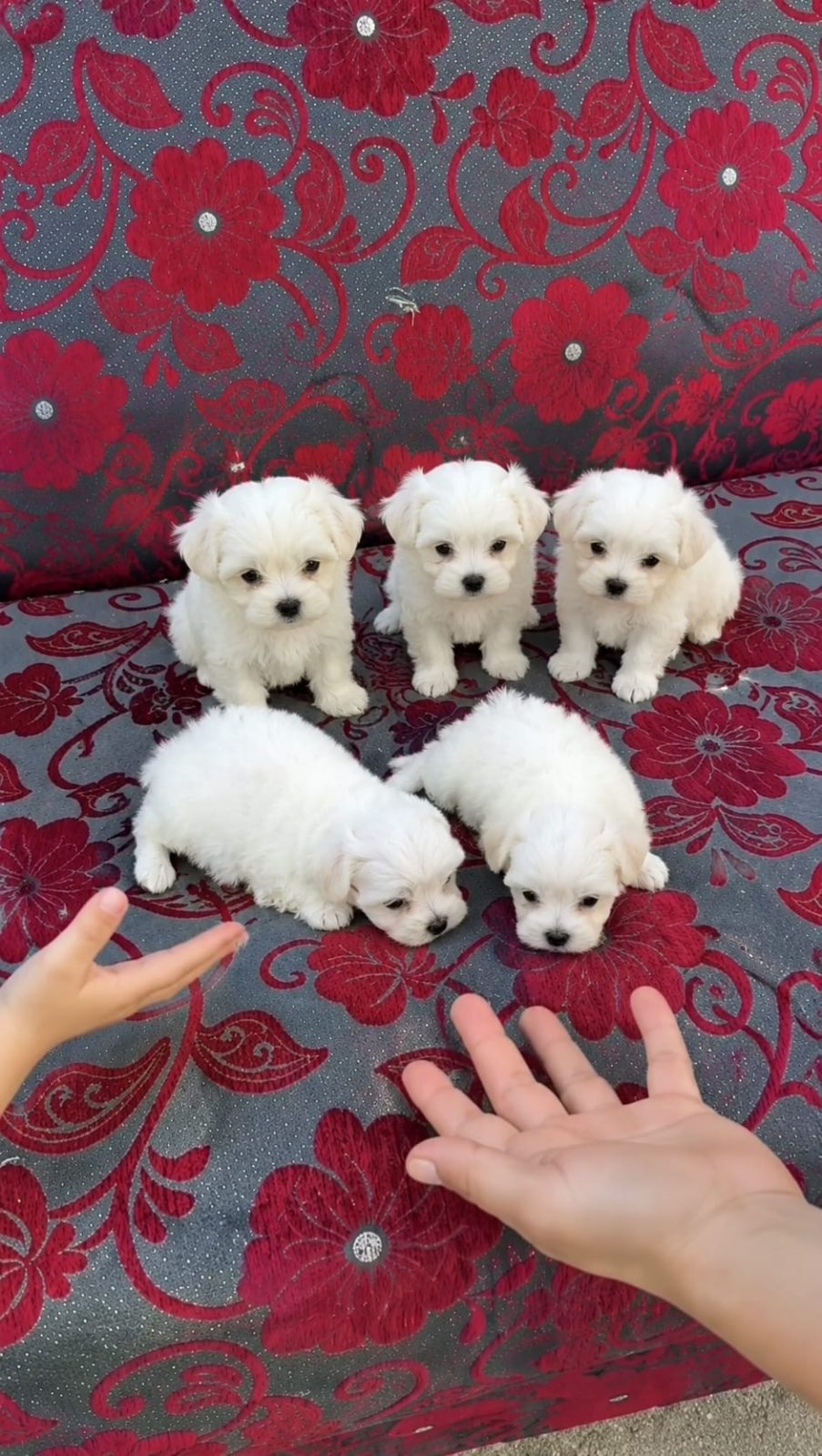 Maltese terier yavrularımız