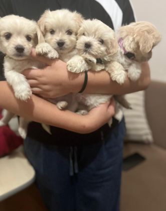 Maltese Bebeklerimiz A Kalite