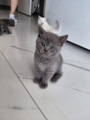 Blue Point Bebeklerimiz Renk Güzelleri