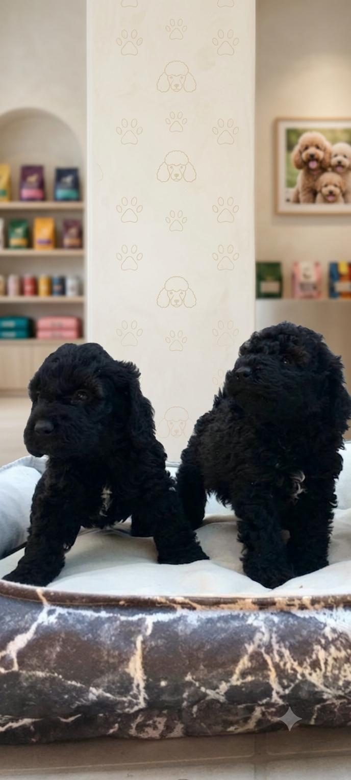 Siyah Toy Poodle Bebeklerimiz Nadir Bulunan