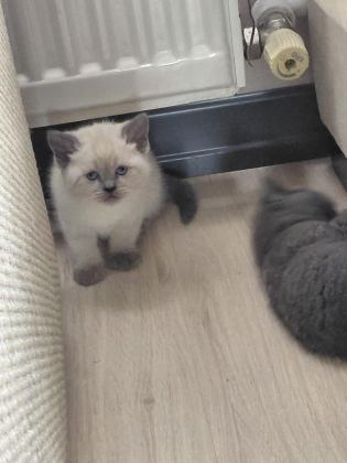 Blue Point Bebeklerimiz Renk Güzelleri