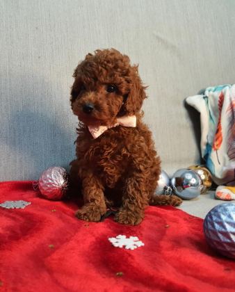 OYUNCAK DEĞİL GERÇEK POODLE
