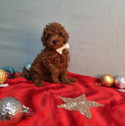 OYUNCAK DEĞİL GERÇEK POODLE