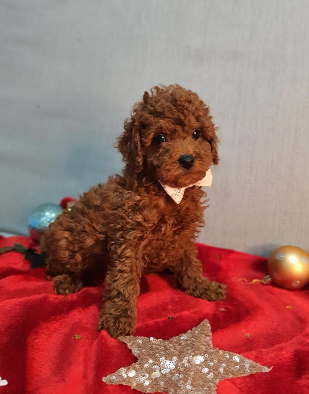 OYUNCAK DEĞİL GERÇEK POODLE