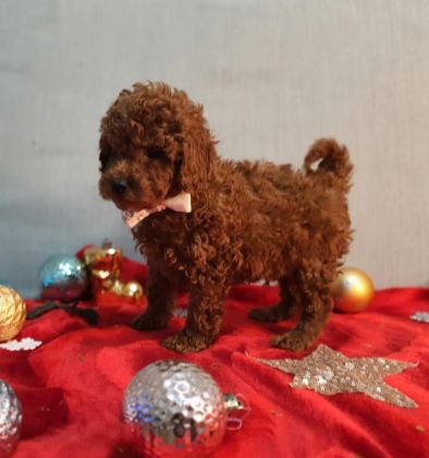 OYUNCAK DEĞİL GERÇEK POODLE