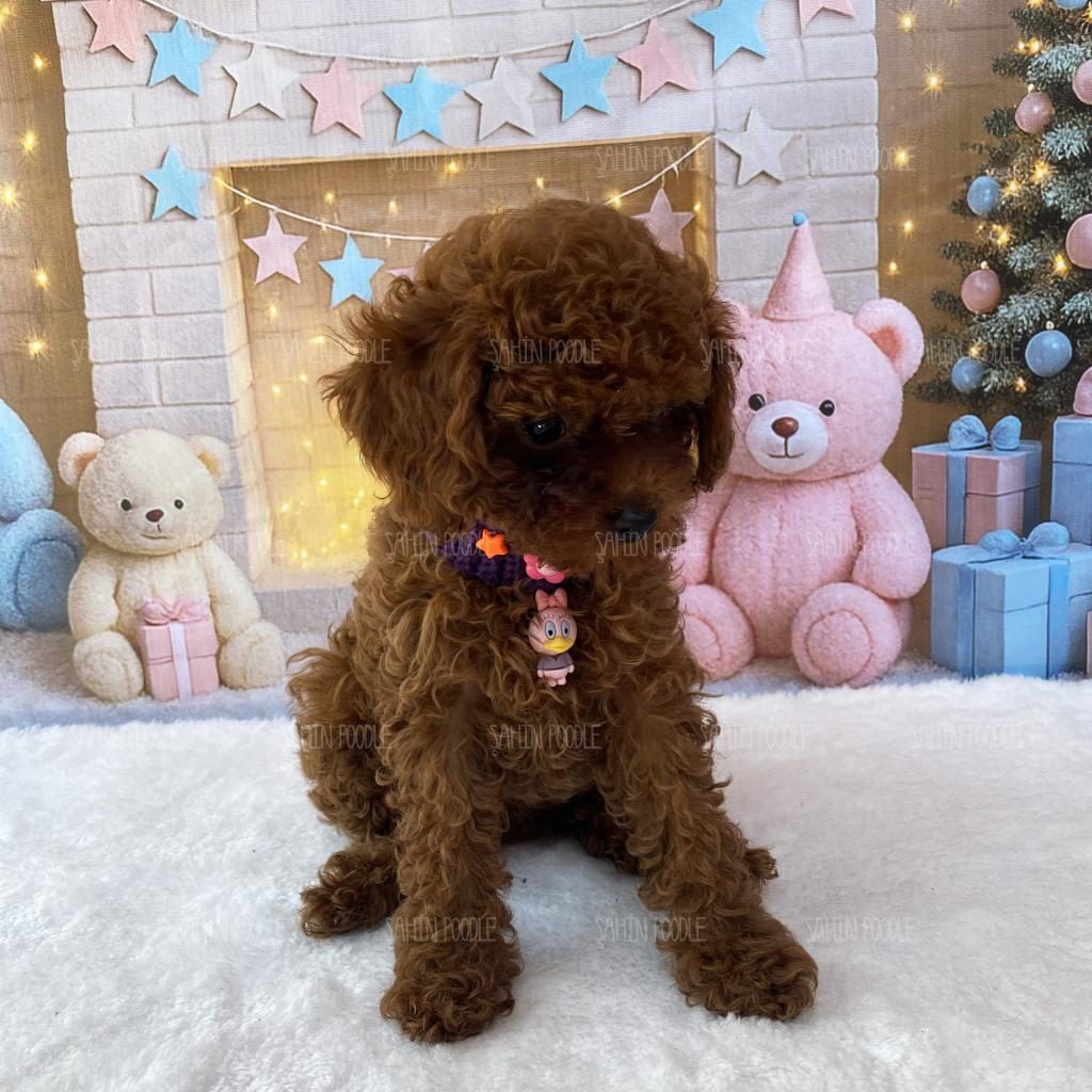 YAVRU KORE POODLE