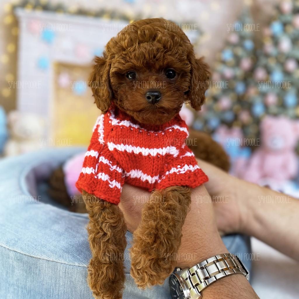 YAVRU TEACUP POODLE