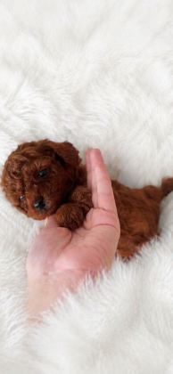 EN KÜÇÜK BOY POODLE ERKEK PRENSLER