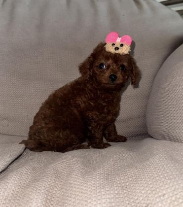 KORE TOY POODLE