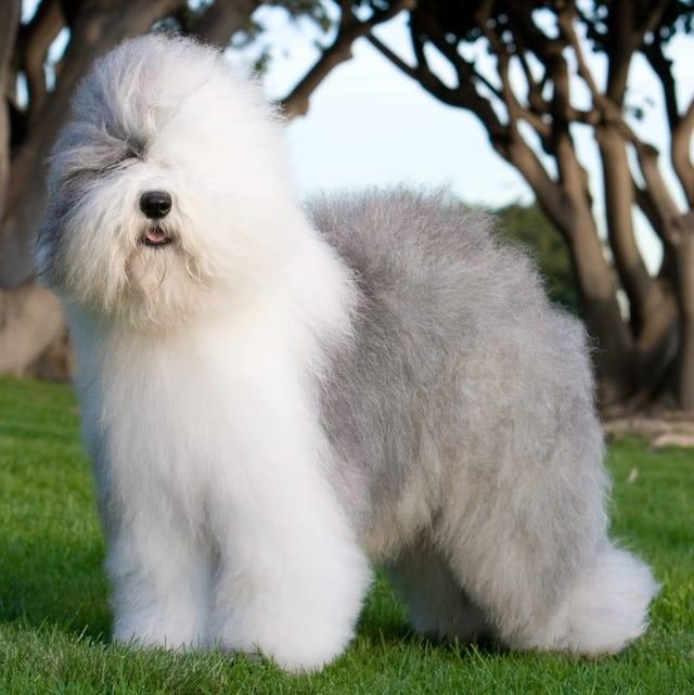 ÇOK ÖZEL BİR IRK POODLE