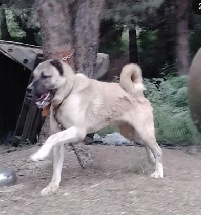 YAVRU VE YETİŞKİN ÜST SEVİYE KANGAL KÖPEKLER