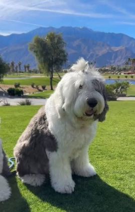 ÇOK ÖZEL BİR IRK POODLE