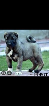 YAVRU VE YETİŞKİN ÜST SEVİYE KANGAL KÖPEKLER