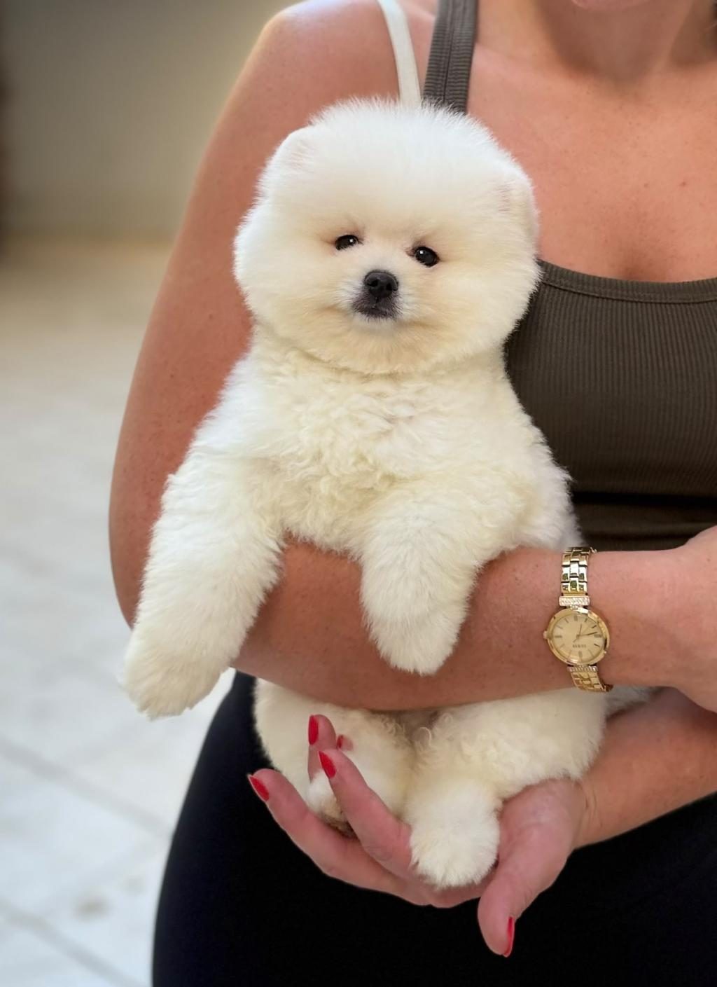 AYICIK SURAT POMERANİAN BOO