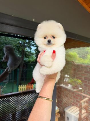 AYICIK SURAT POMERANİAN BOO
