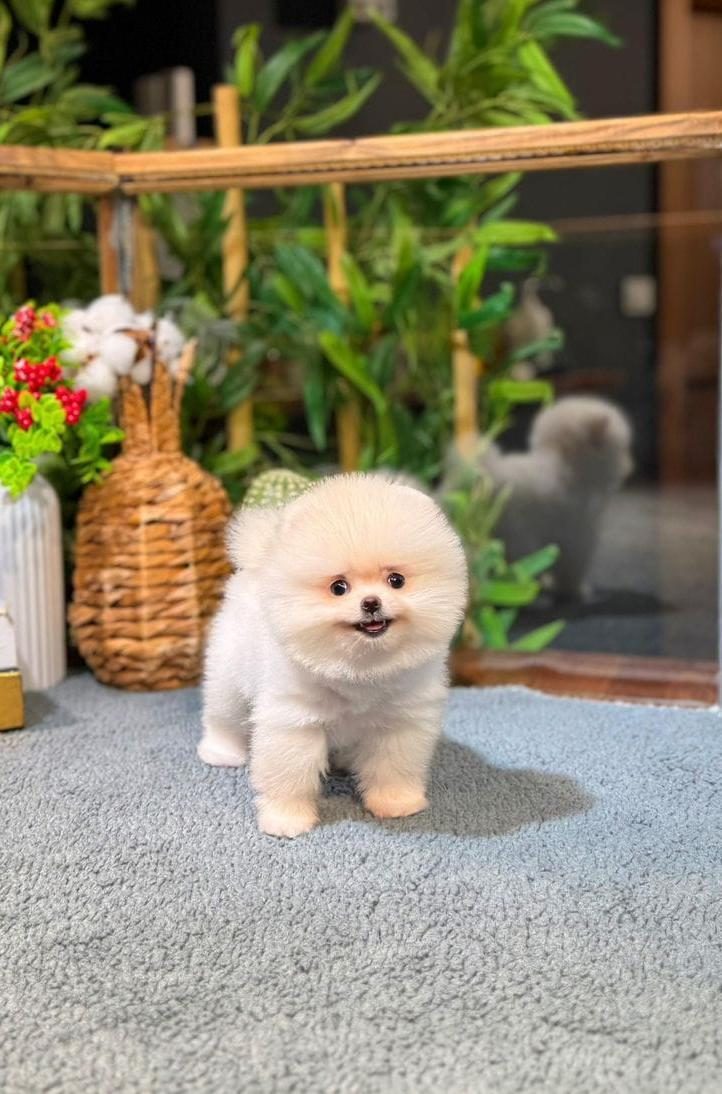 POMERANİAN KATYA
