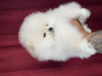 IRK VE SAĞLIK GARANTİLİ TEACUP POMERANİAN