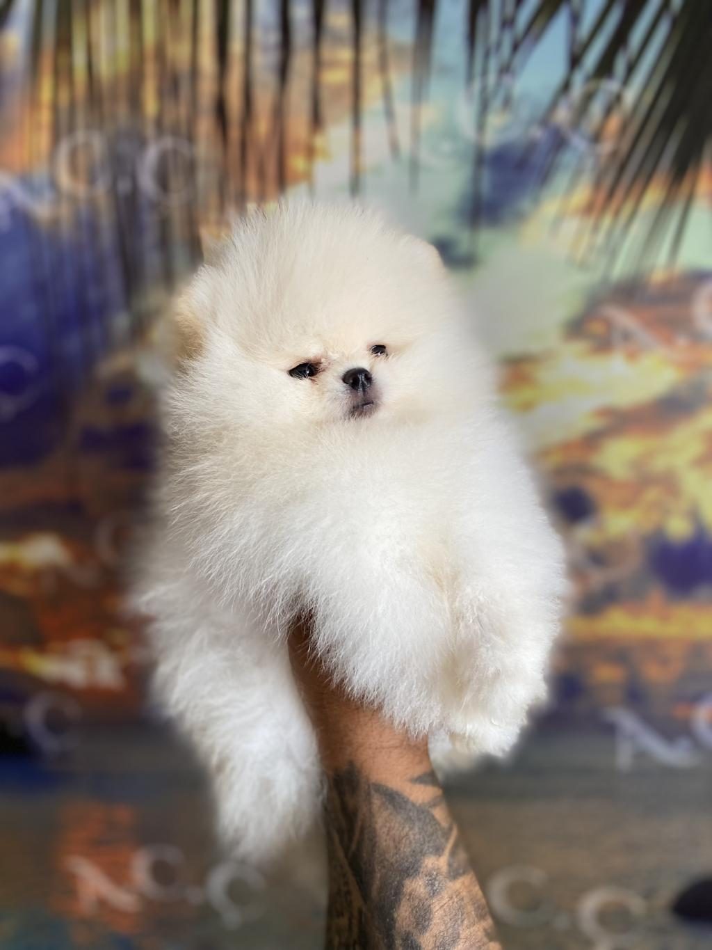 GARANTİLİ TEACUP TEDDY POMERANİAN
