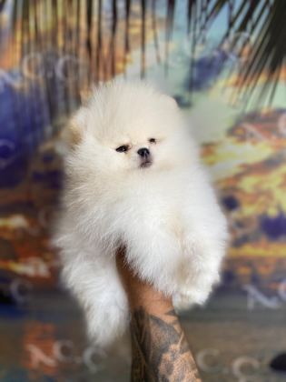 GARANTİLİ TEACUP TEDDY POMERANİAN