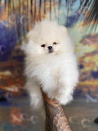 GARANTİLİ TEACUP TEDDY POMERANİAN