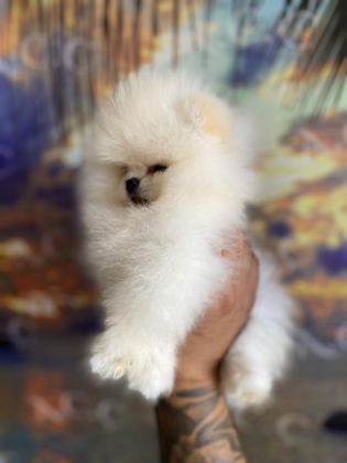 GARANTİLİ TEACUP TEDDY POMERANİAN