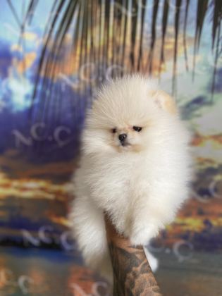 GARANTİLİ TEACUP TEDDY POMERANİAN
